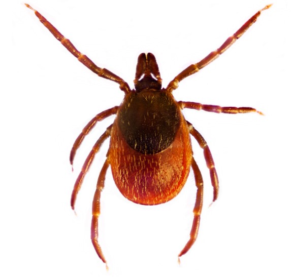 Ixodes ricinus veya adi kene